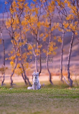狗,小狗,動(dòng)物