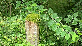 木制職位,文章,鐵絲網(wǎng)