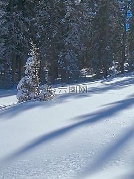 雪,陰影,樹