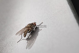 飛,宏,昆蟲