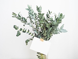 绿色,叶,植物