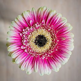 非洲菊,復(fù)合材料,開花
