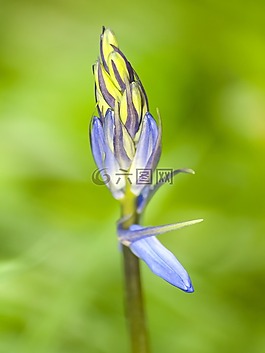 花,開(kāi)花,廠