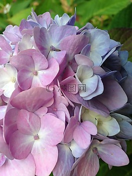 八仙花,廠,盛開