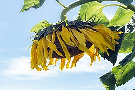 向日葵,夏季,天空