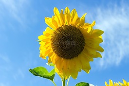 向日葵,夏季,天空