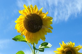 向日葵,夏季,天空
