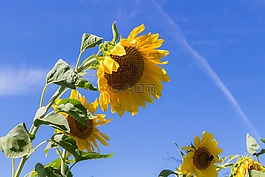 向日葵,夏季,天空