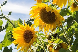 向日葵,夏季,天空