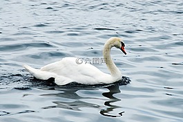 鳥,水,自然