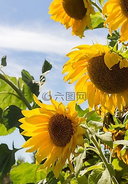 向日葵,夏季,天空