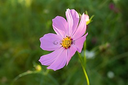 宇宙,阿斯特拉,花卉