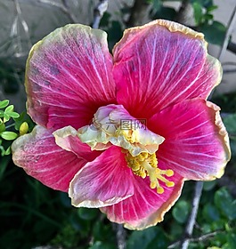 ibisco,粉红色花瓣,花园