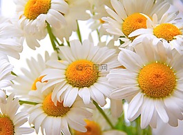 雛菊,花,洋甘菊