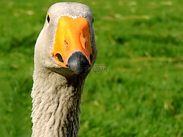 鵝,鴨鳥,頭