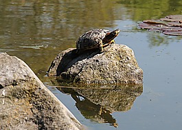 龜,水生,水生動物