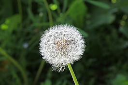 花,種子,蒲公英