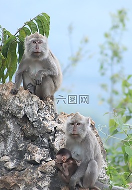 猴子,性質(zhì),動(dòng)物
