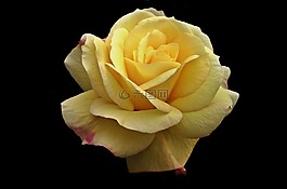 花,玫瑰,花瓣