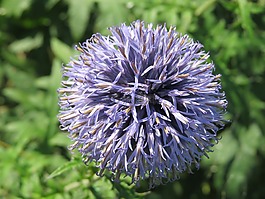 花,韭菜,紫