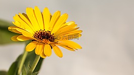 金盏花,黄色花,花