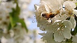 蜜蜂,花,春