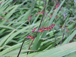 自然,景區(qū),花