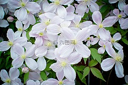 铁线莲,开花,hahnenfußgewächs