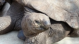 龜,動(dòng)物,動(dòng)物園