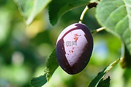 李子,夏天,水果