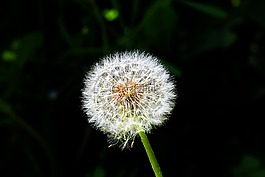 蒲公英,種子,對(duì)比