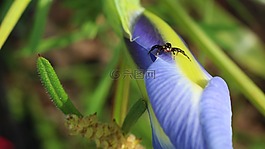 蜘蛛,花,虹膜