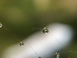 蜘蛛網(wǎng),水,滴