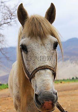 動物,馬,性質