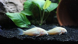 水,corydoras,白化