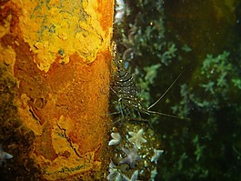 蝦,波羅的海,scampi