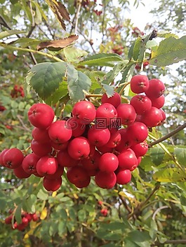 rowanberries,厂,关闭