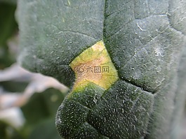 黃瓜,葉,疾病