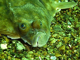 鰈魚,黃油魚,pholidae