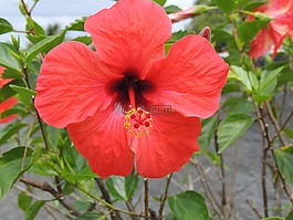 花卉,植物,性質(zhì)
