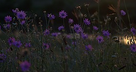 鮮花,菊,營(yíng)地