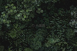 綠色,葉,植物