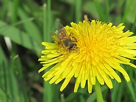 蜜蜂,春,花園