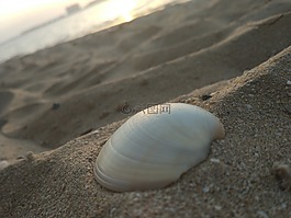 貝殼,沙,海