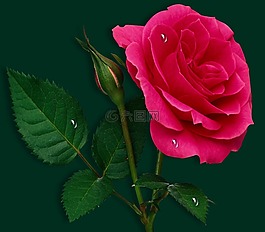花,羅莎,花瓣