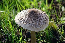 蘑菇,性質(zhì),草地
