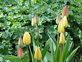 郁金香,春天,花園
