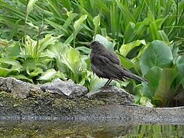 黑鳥,鳥,鳥類