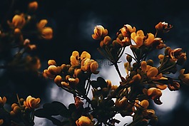 黃色,花的,鮮花