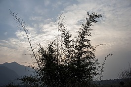 bambbo 布什,云,日落
